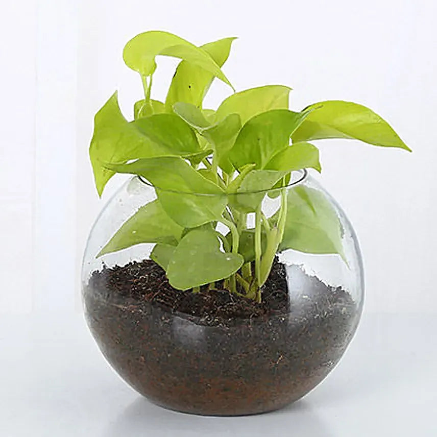 Money Plant in Fishbowl glass vase.